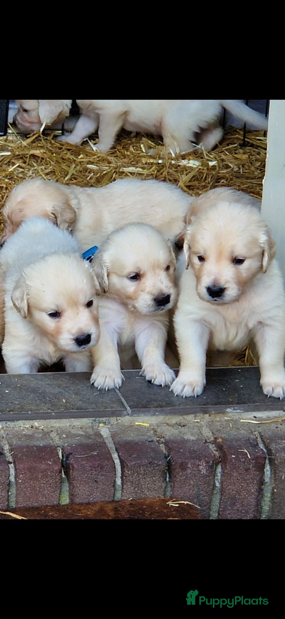 Golden Retriever honden Raszuivere golden retriever pups - Advertentie 1