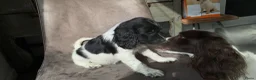 Engelse Springer Spaniel honden te koop: Engelse Springers Spaniel - Advertentie 6