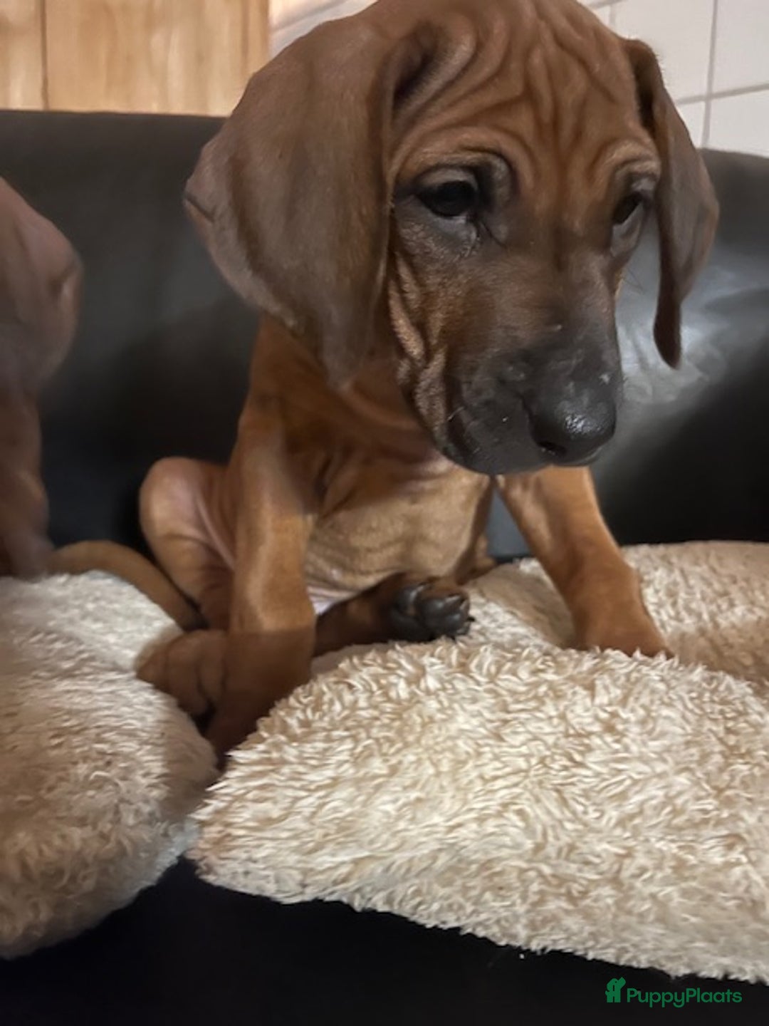 Rhodesian Ridgeback honden te koop: Rhodesian Ridgeback pups met stamboom - Advertentie 16