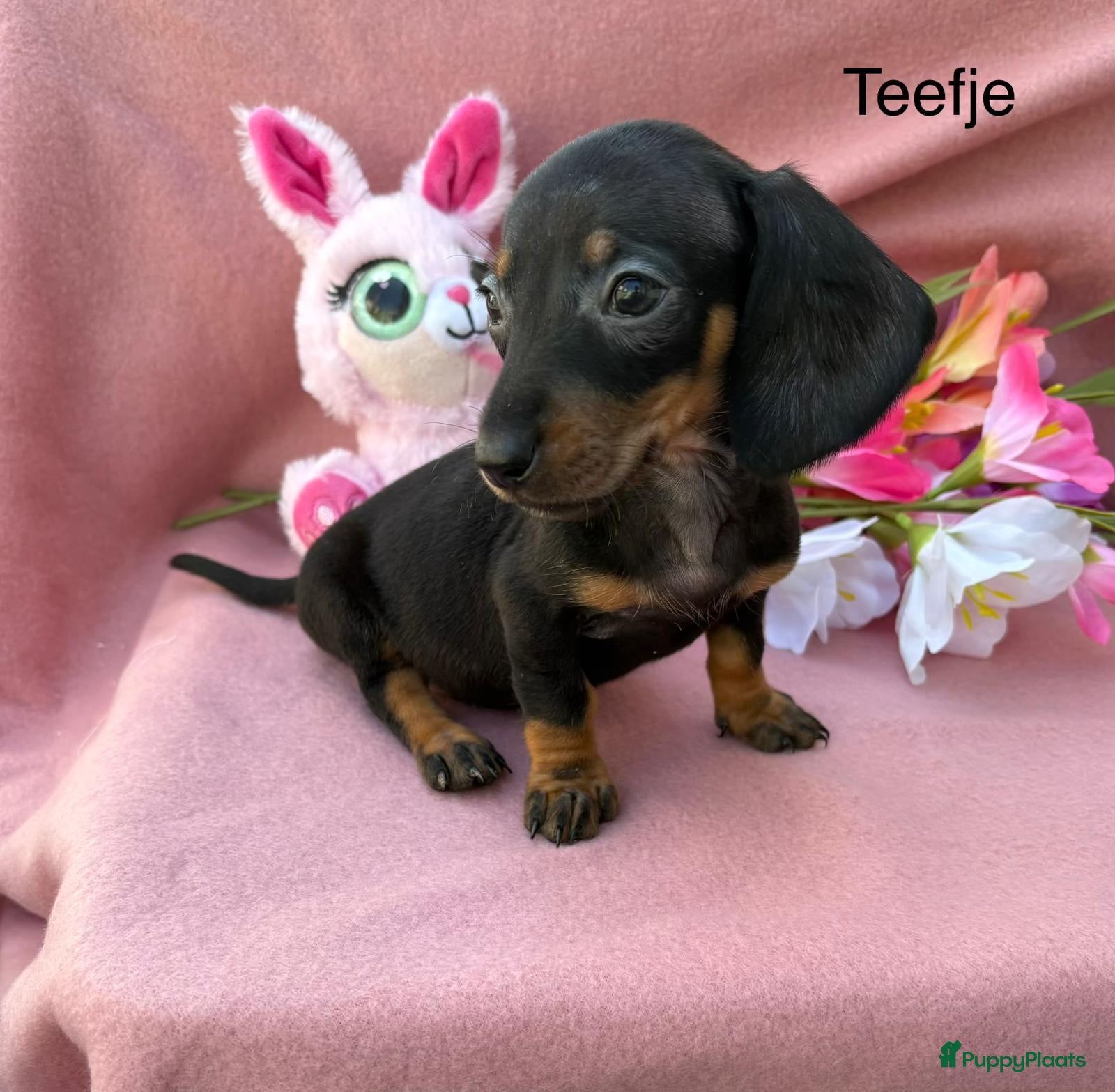 Teckel (korthaar)  honden Dwerg teckel puppy’s  - Advertentie 2