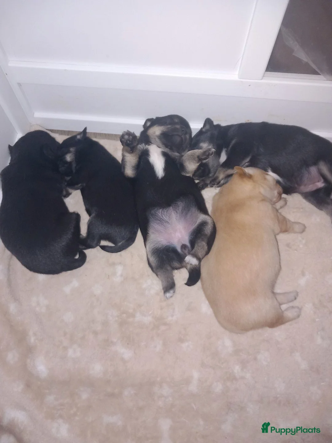 Chihuahua honden te koop: 4  chihuahua  pups - Advertentie 3