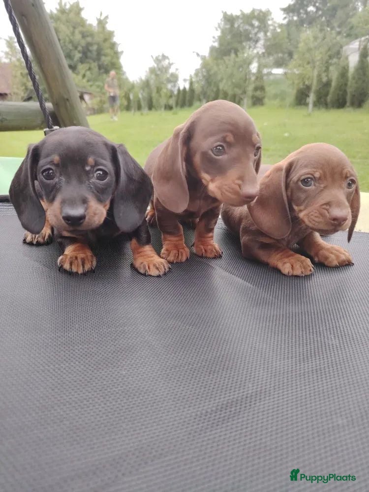 Dwergteckel honden Teckel puup - Advertentie 10