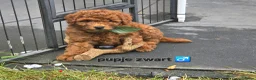 Labradoodle honden te koop: Mini labradoodles mogen verhuizen  - Advertentie 19