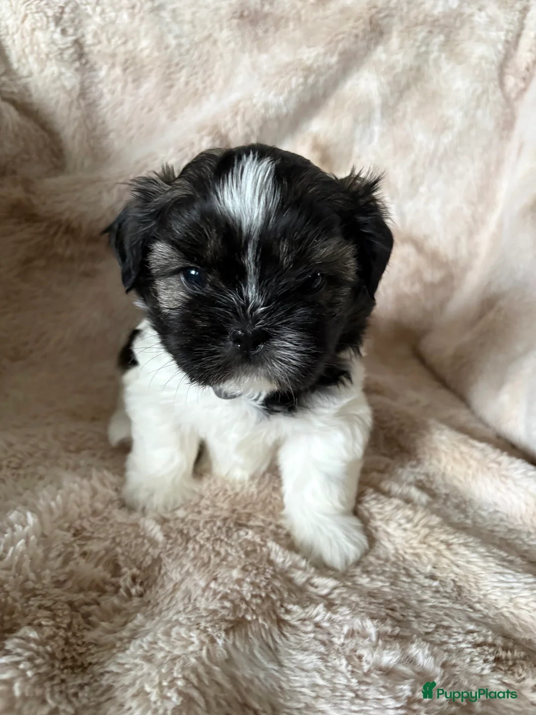 Shih Tzu honden te koop: Shih Tzu pups  - Advertentie 6
