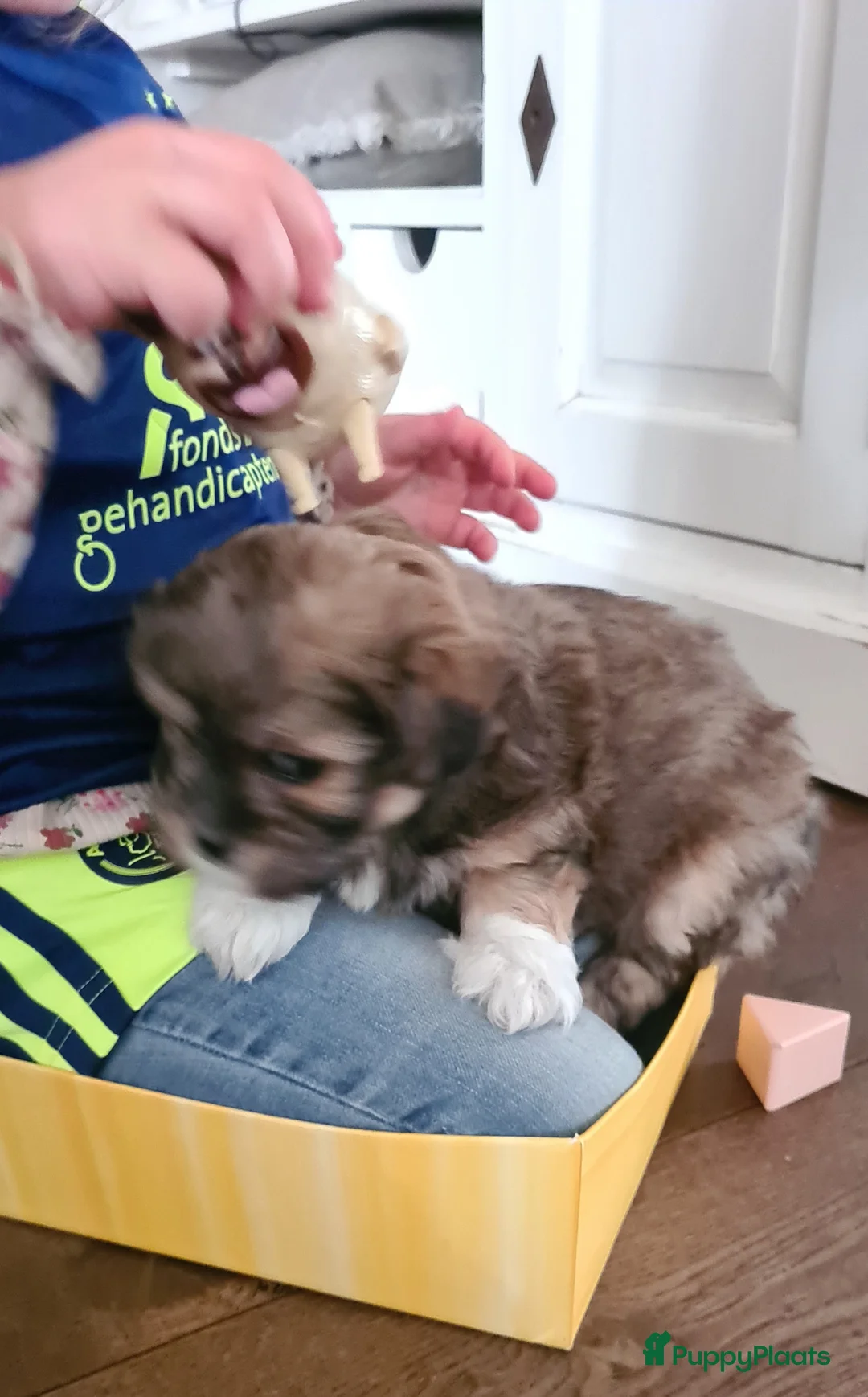 Maltipom honden te koop: Prachtig Lieve,shipom in ons gezin opgegroeid - Advertentie 26