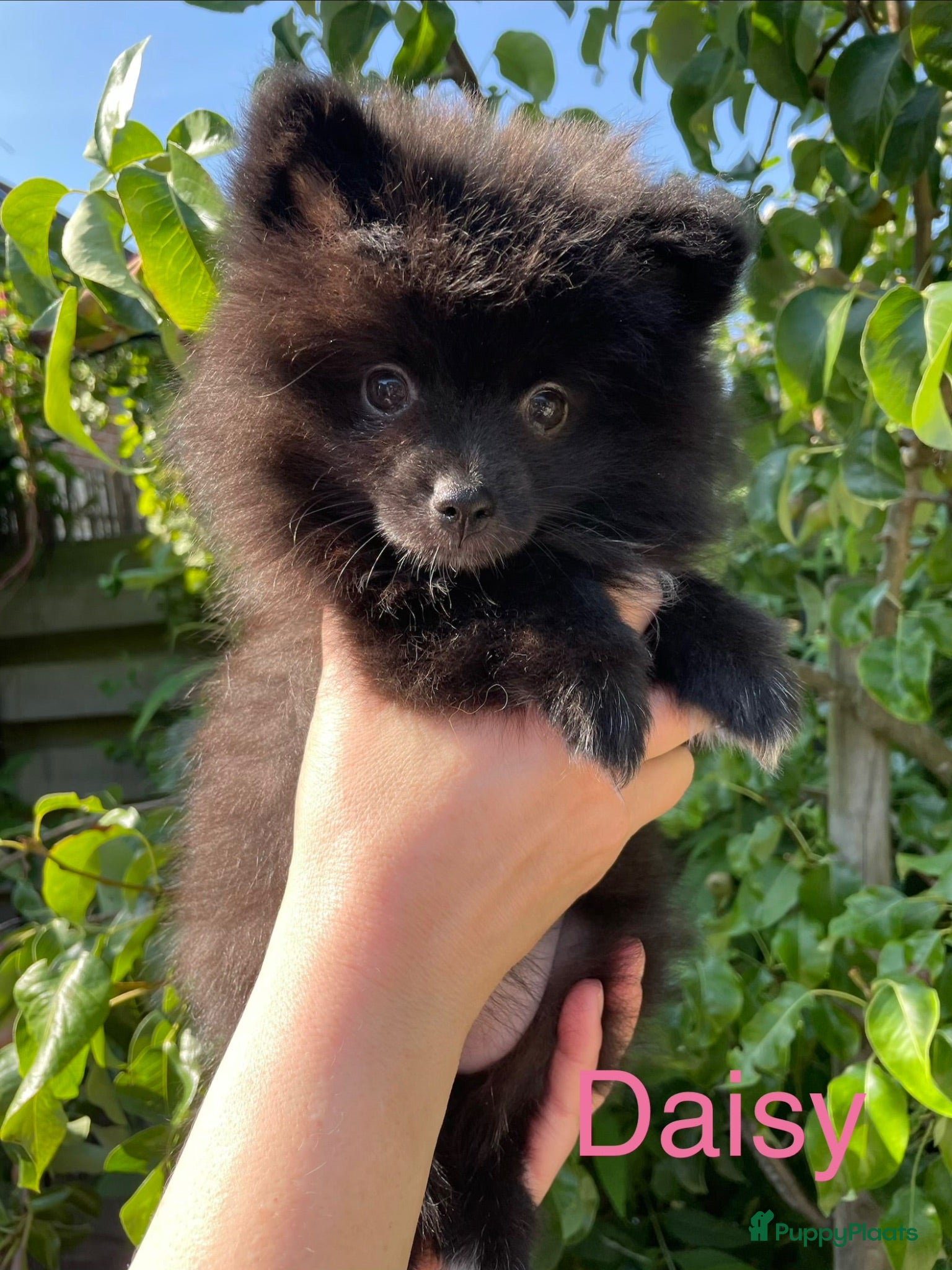 Pomeriaan honden 4 Prachtige Pomeriaan/dwergkees pups.🩵🩷 - Advertentie 1