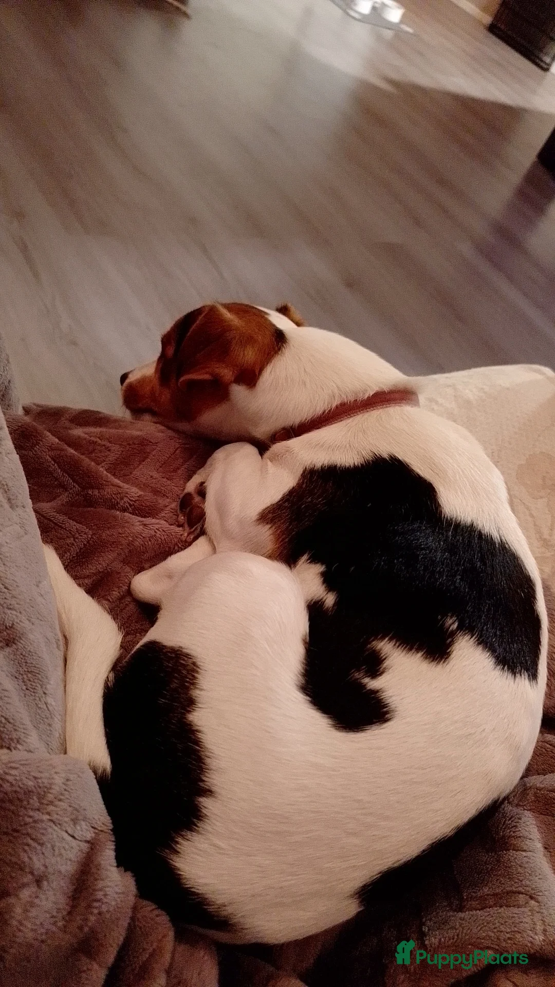 Jack Russel Terriër honden te koop: Lieve mini jackrussel - Advertentie 3