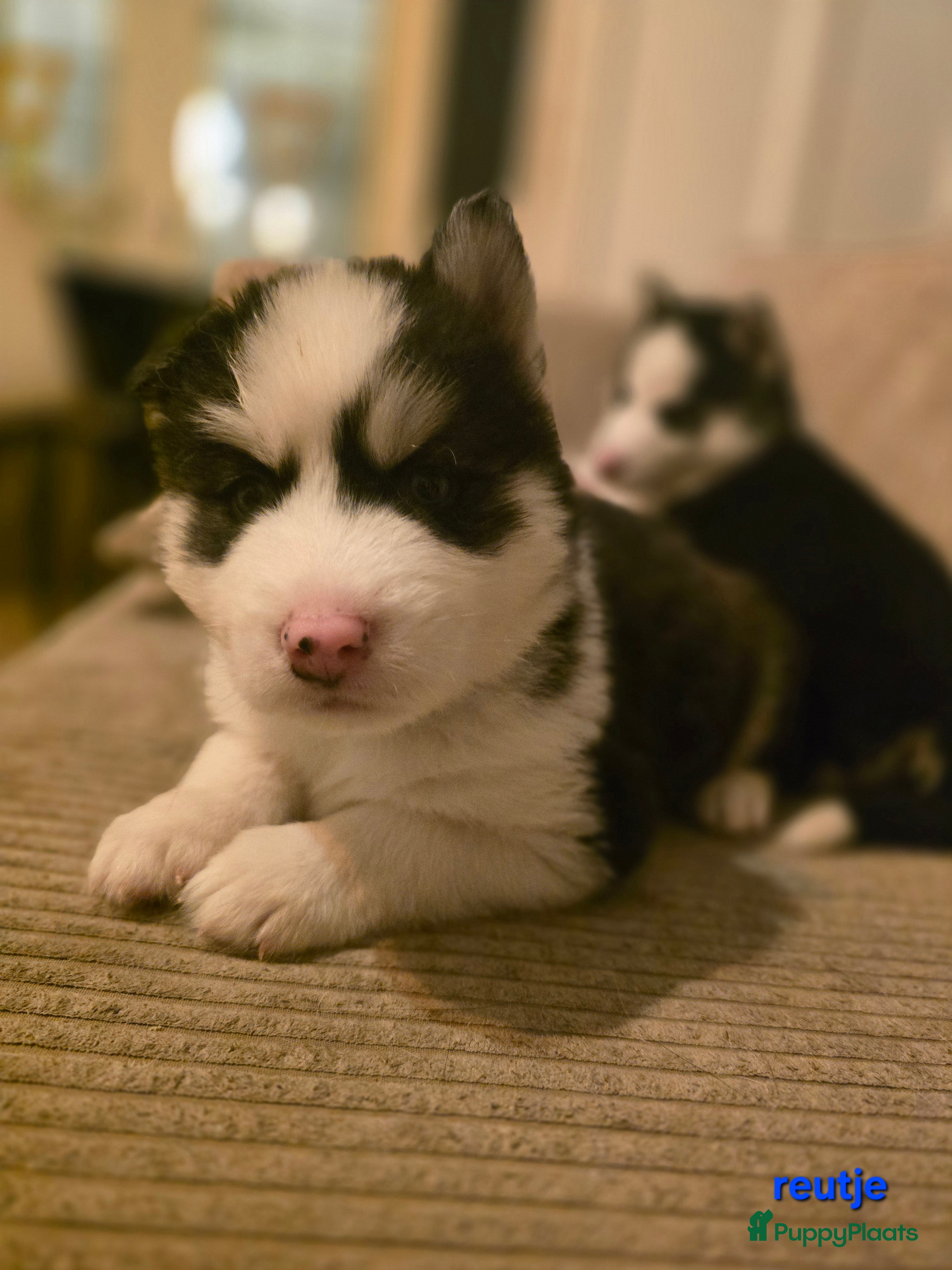 Siberische Husky honden Prachtige Siberische husky pups - Advertentie 2