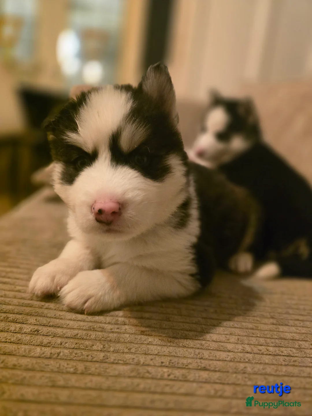 Siberische Husky honden te koop: Prachtige Siberische husky pups - Advertentie 2
