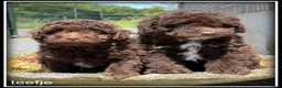 Kruising honden te koop: Boompoo F1b pups. Boompoo x Poedel. - Advertentie 11