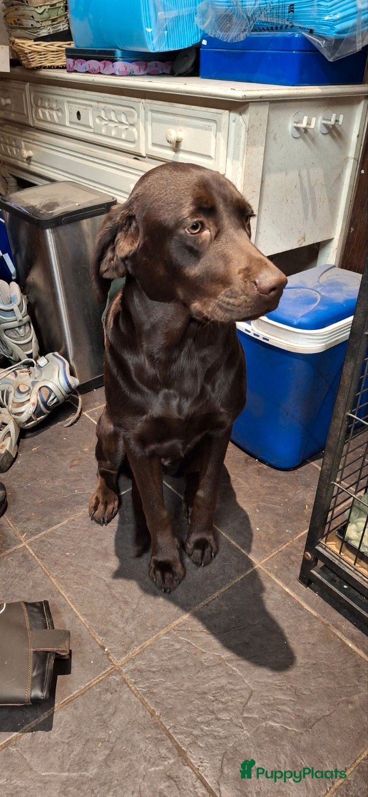 Labrador Retriever honden Labrador teefje  - Advertentie 1