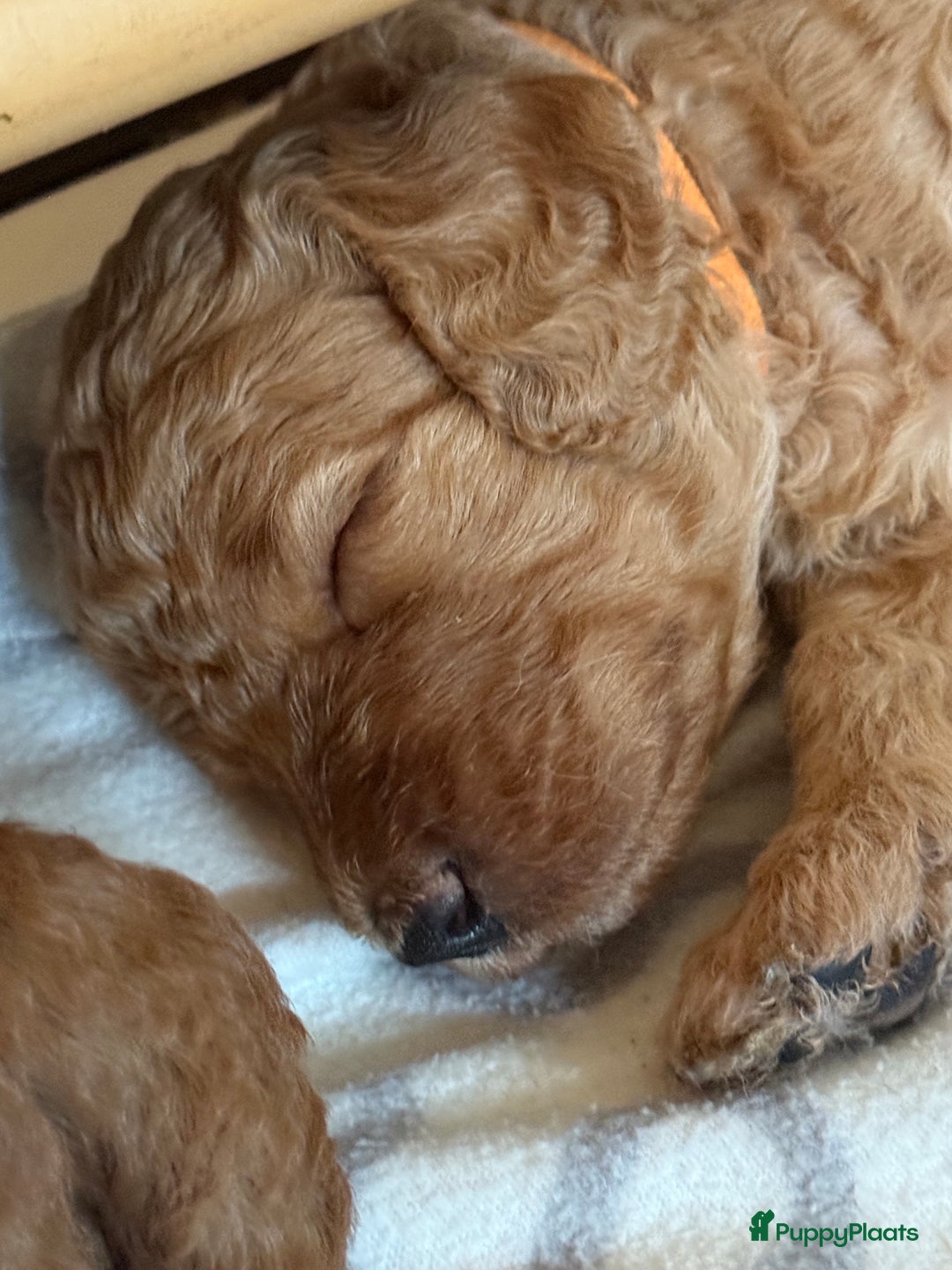Goldendoodle honden te koop:  Prachtige F3 Doodle Pups van Roos & Sem - Advertentie 17