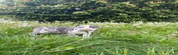 American Staffordshire Terriër honden te koop: Mooie merle-staffordpups - Advertentie 6