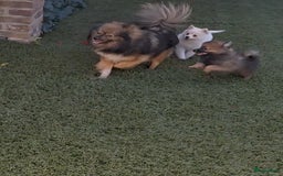 Pomeriaan honden te koop: Mooie pomeriaan pups ook ,peach en merle - Afbeelding 13