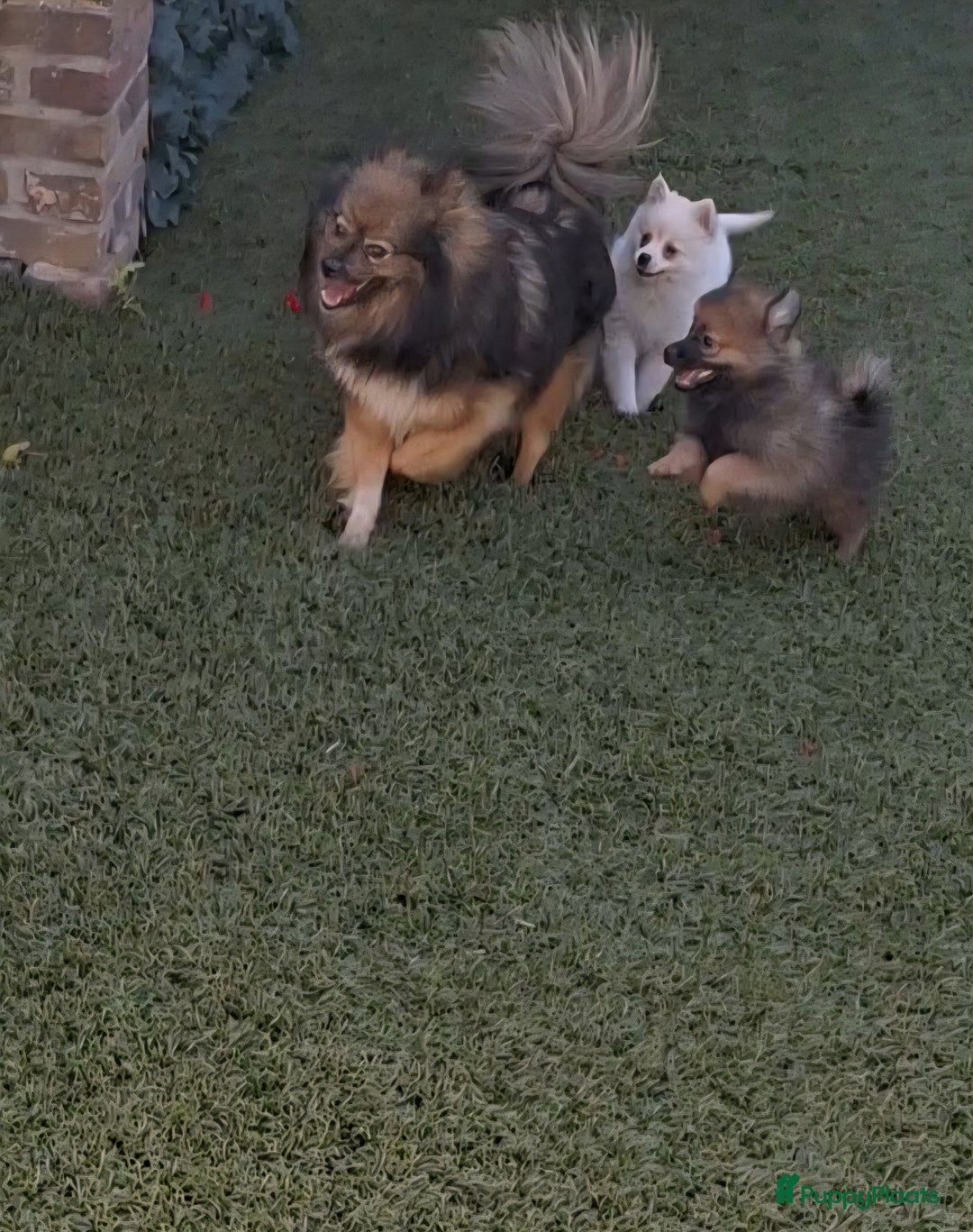 Pomeriaan honden te koop: Mooie pomeriaan pups ook ,peach en merle - Afbeelding 13
