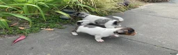 Jack Russel Terriër honden te koop: Te koop, Jack Russel puppies in Eindhoven - Advertentie 12