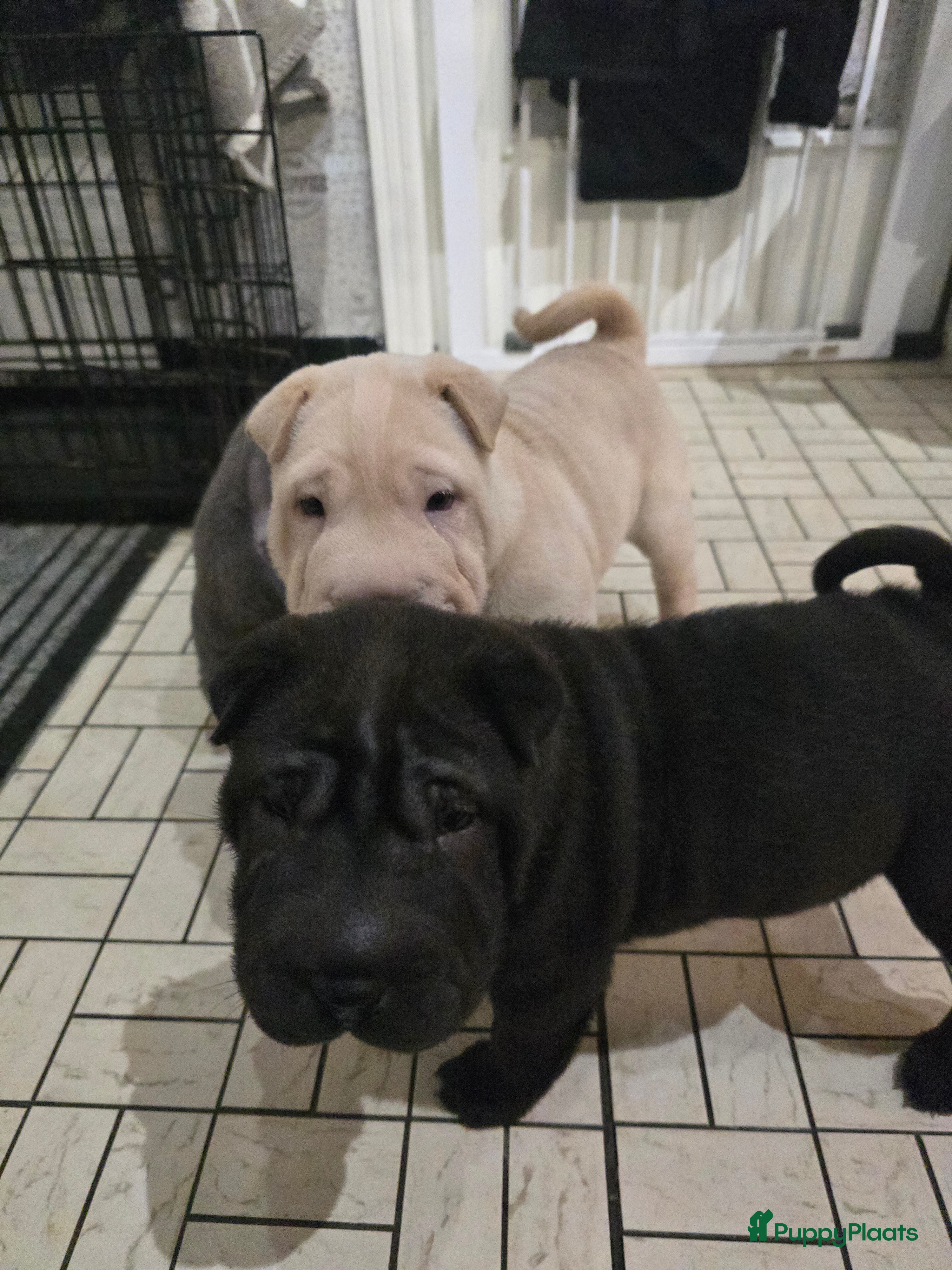 Shar Pei honden Sharpei - Advertentie 2