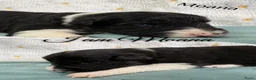 Border Collie honden te koop: Border collie pups  - Advertentie 19