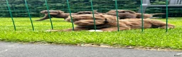 Australian Labradoodle honden te koop: Alf1 australian labradoodle  - Advertentie 2