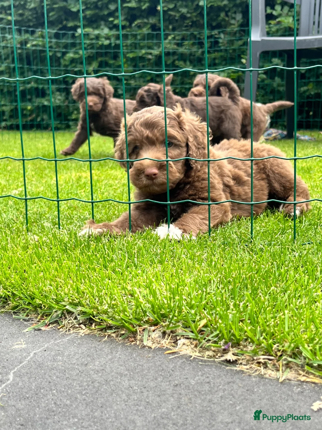 Australian Labradoodle honden te koop: Alf1 australian labradoodle  - Advertentie 2
