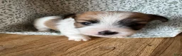 Jack Russel Terriër honden te koop: Jack Russel pups te koop met stamboom - Advertentie 7