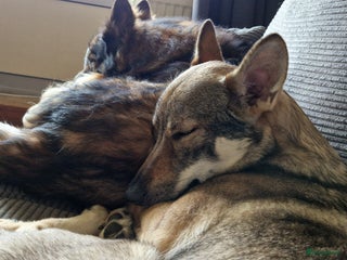 Kruising honden Tsjechoslowaakse Wolfhond x Tervuerense Herdertjes - Advertentie 6