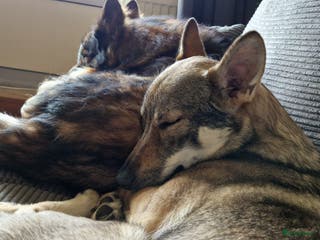 Kruising honden Tsjechoslowaakse Wolfhond x Tervuerense Herdertjes - Advertentie 13