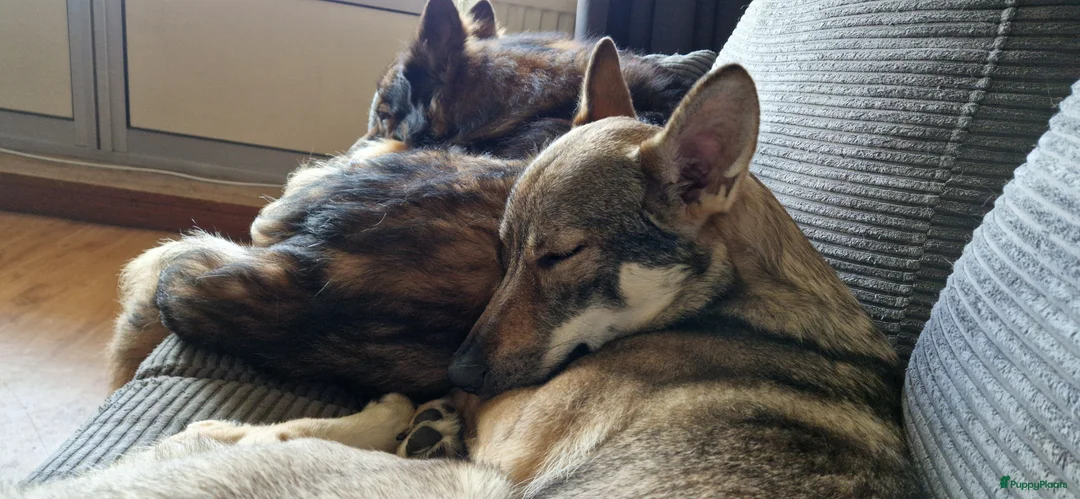 Kruising honden te koop: Tsjechoslowaakse Wolfhond x Tervuerense Herdertjes - Advertentie 1