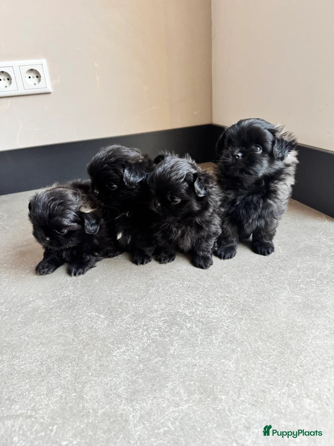 Kruising honden te koop: Mooie Shih tzu x pomeriaan pups in Zwolle - Advertentie 1