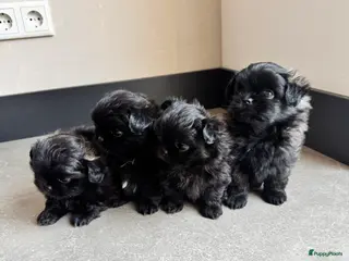 Kruising honden Mooie Shih tzu x pomeriaan pups in Zwolle - Advertentie 8
