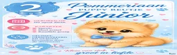 Pomeriaan honden te koop: Schattige Pommeriaan Puppy's  - Advertentie 11