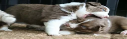 Australian Shepherd honden te koop: Aussie herder pups en huiselijke sfeer opgegroeid - Advertentie 8