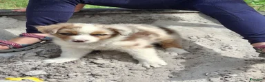 Red merle teefje