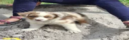 Australian Shepherd honden te koop: Raszuivere Australian Shepherd pups, getest ouders - Advertentie 4