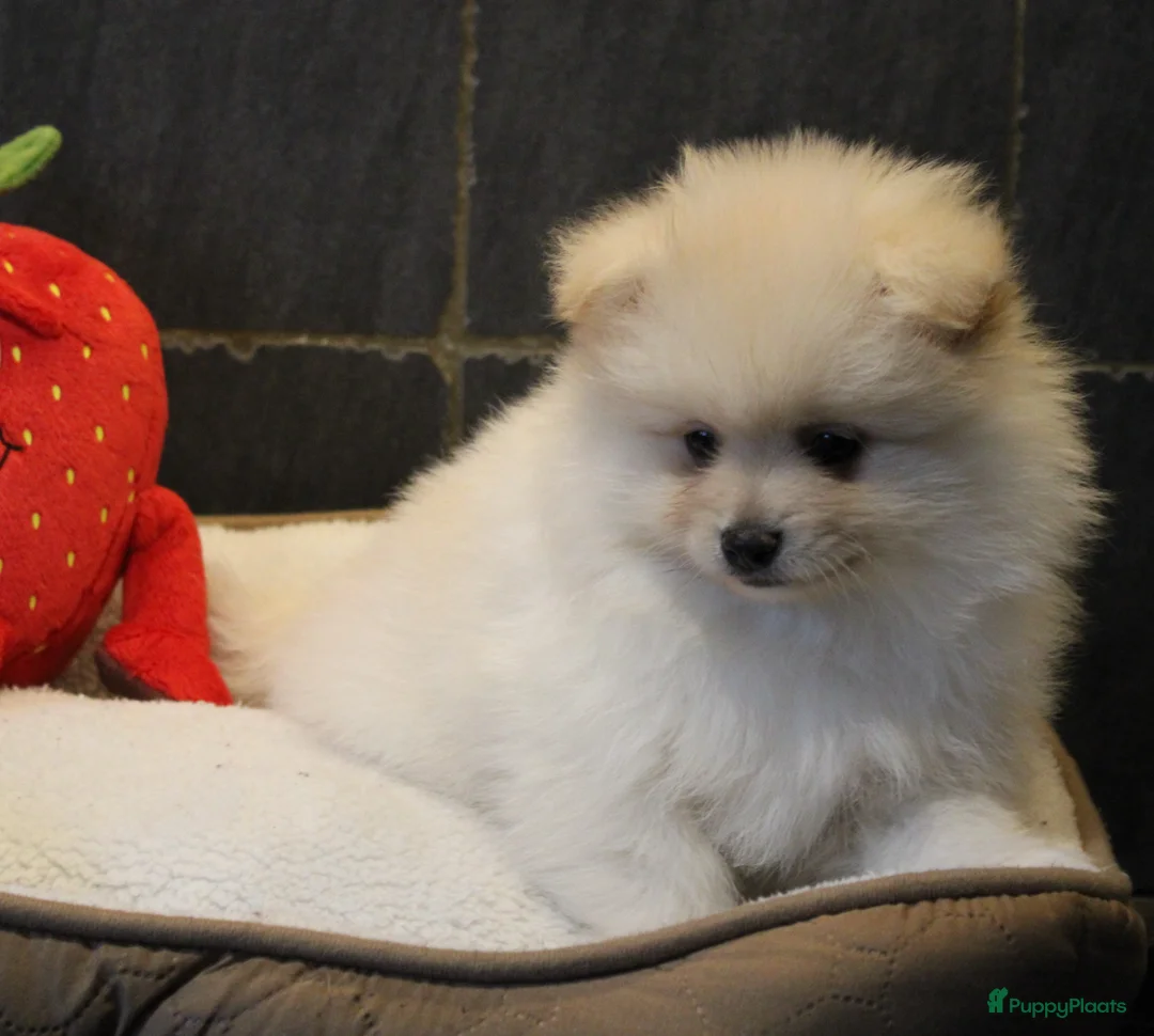 Pomeriaan honden te koop: Pomeriaan pups - Advertentie 20