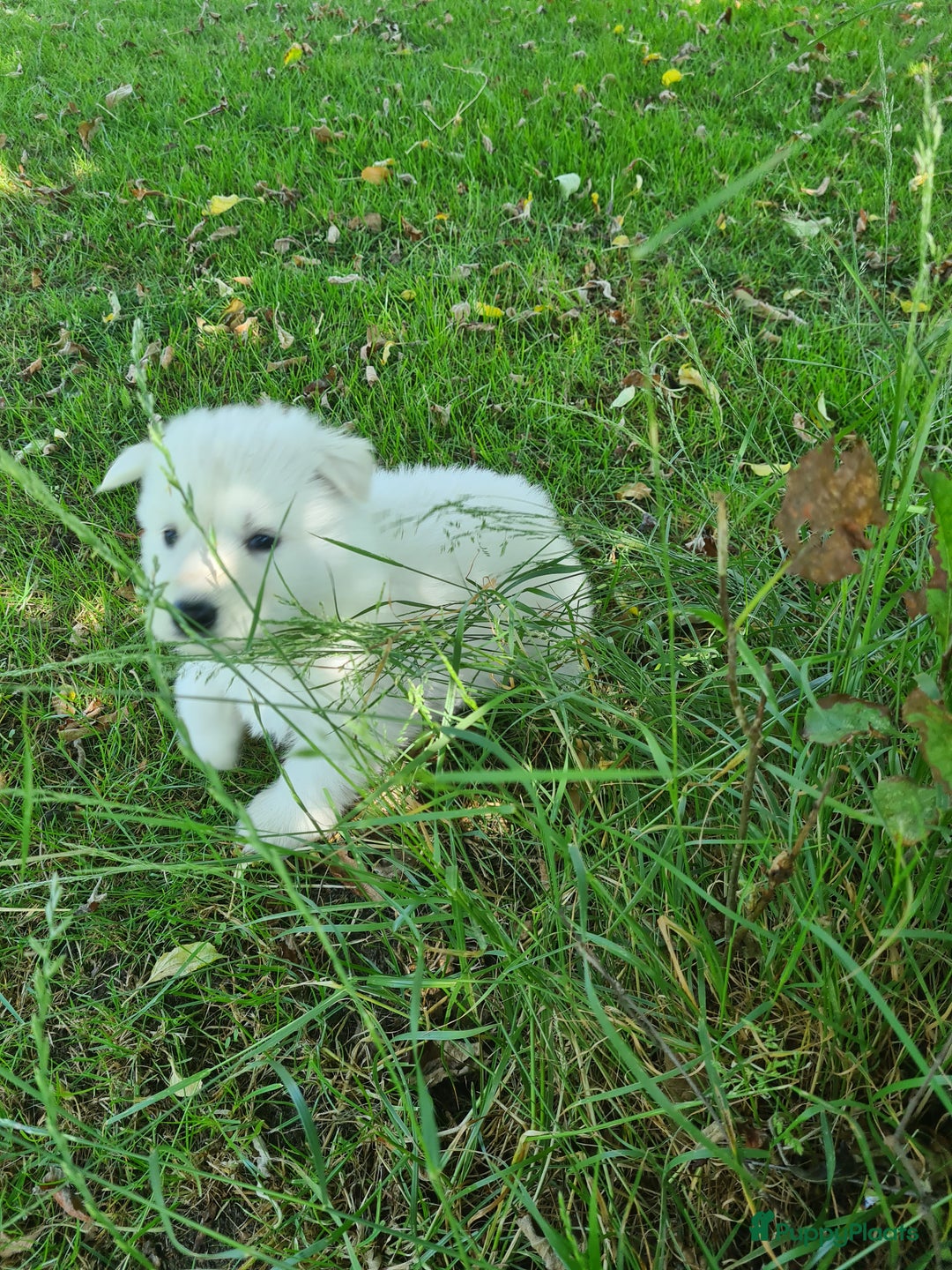 Zwitserse Witte Herdershond honden te koop: super mooie goed gesocialiseerd witte herder pups  - Afbeelding 4