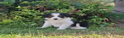 Kruising honden te koop: Shepherd puppy's  - Advertentie 5