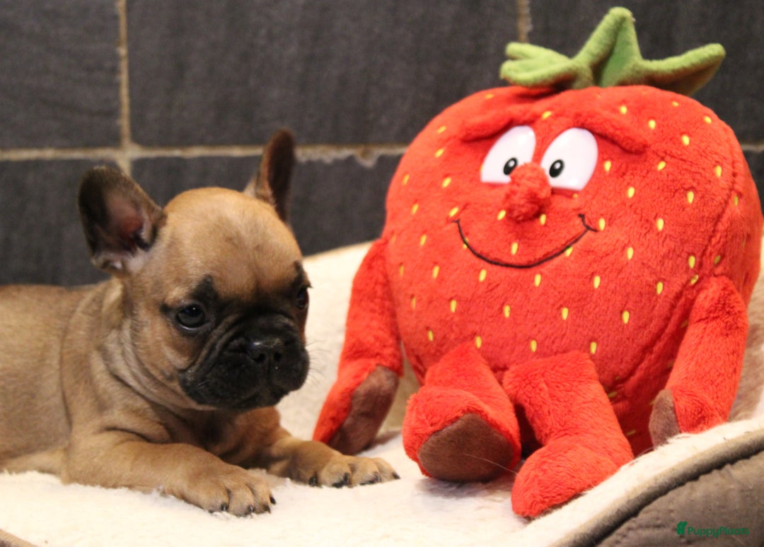 Franse Bulldog honden te koop: Franse Bulldog pups - Advertentie 16
