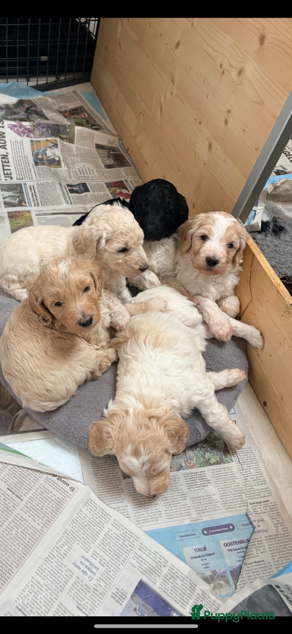Goldendoodle honden te koop: Exclusieve Goldendoodle puppy’s large formaat - Advertentie 1