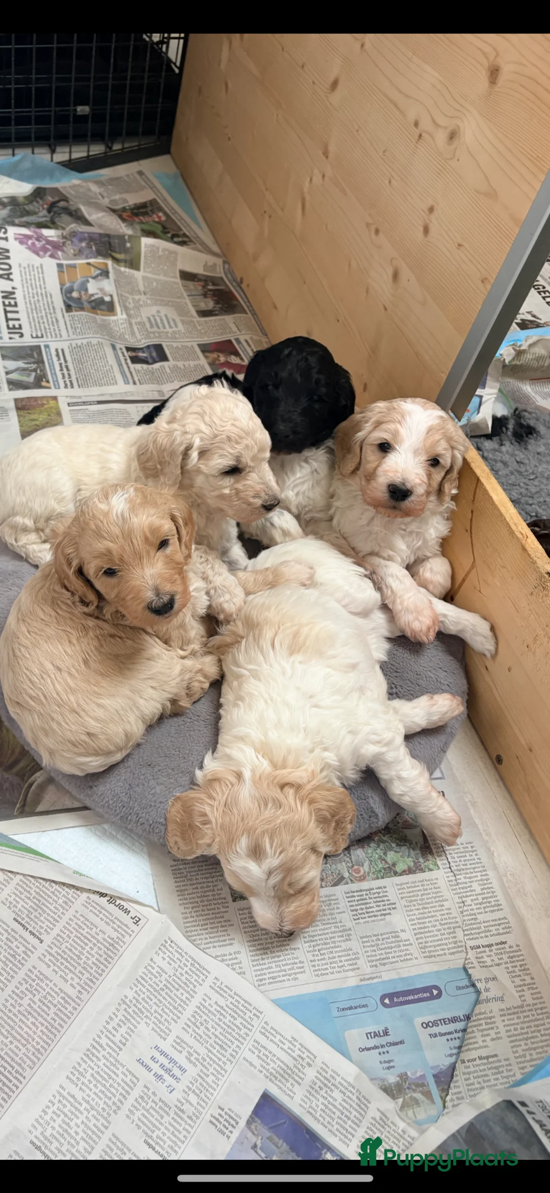 Goldendoodle honden te koop: Exclusieve Goldendoodle puppy’s large formaat in Diepenheim - Advertentie 1