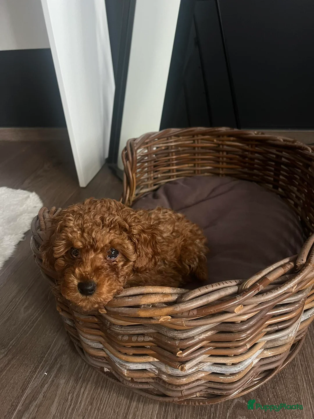 Dwergpoedel honden ter dekking: rode dwergpoedel dekreu (NIET te koop) in Budel - Advertentie 8