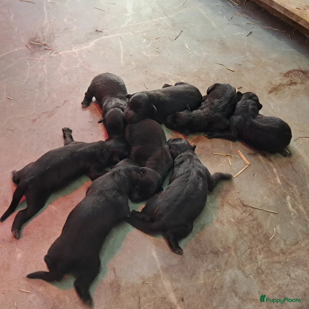 Groenendaeler honden te koop: Groenendaeler pups te koop - Advertentie 8