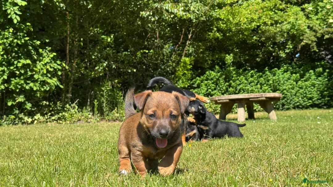 Jack Russel Terriër honden te koop: Prachtige Jack Russel Puppy’s  - Advertentie 18