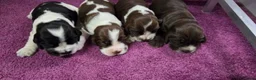 Engelse Cocker Spaniel honden te koop: Engelse Cockerspaniel pups met Stamboom. - Advertentie 10