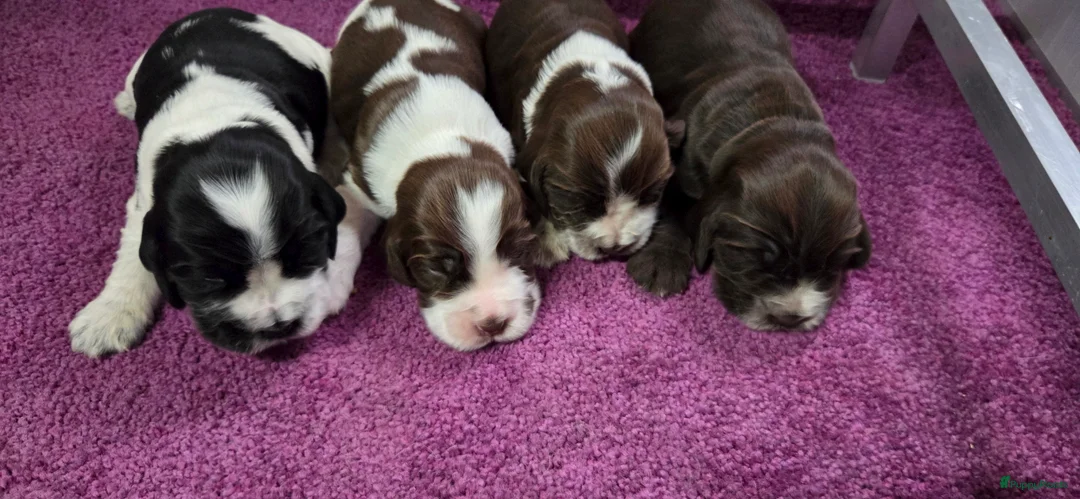 Engelse Cocker Spaniel honden te koop: Engelse Cockerspaniel pups met Stamboom. - Advertentie 10