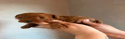 Poedel Toy honden te koop: Mooie rode toy poedel pups uit geteste ouders. in Sint Willebrord - Advertentie 3