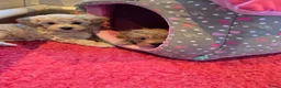 Maltipoo honden te koop: Mooie Lieve Maltipoo Maltezer / toypoedel pup - Advertentie 16