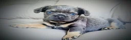 Franse Bulldog honden te koop: Franse bulldog pups - Advertentie 13