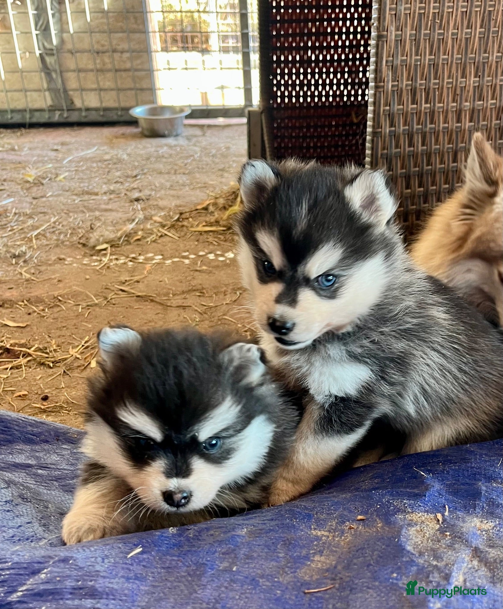 Pomsky honden Prachtige Pomsky pups - Advertentie 2