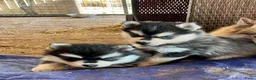 Pomsky honden te koop: Prachtige Pomsky pups - Advertentie 2